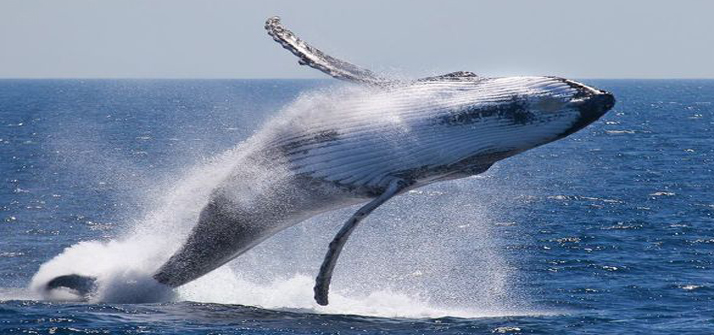 Marine Science
