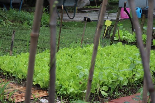 Well-grown lettuce