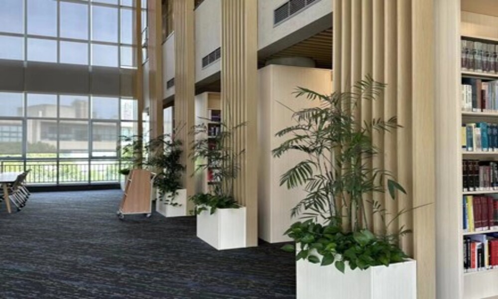 Indoor plant 2