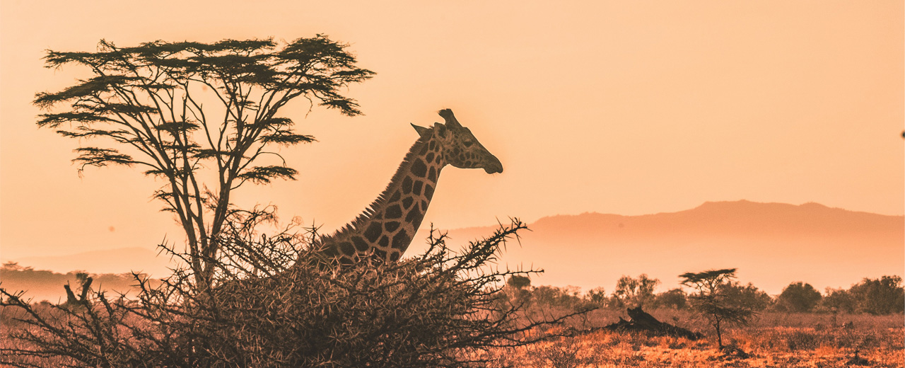 Thumbnail image of Kenya